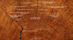 Tree rings with dates assigned to significant events.